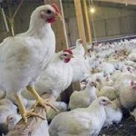 طرح توجیهی احداث مرغداری گوشتی به ظرفیت 10000 قطعه