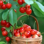 طرح توجیهی احداث باغ میوه و کشت محصولات زیر درختی