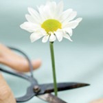 مقاله عوامل موثر در سقط جنین و روش های پیشگیری