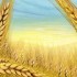 دانلود مقاله سن گندم