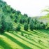 تحقیق تاریخچه جنگلکاری در ایران