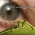 مقاله شگفتی های زیست شناسی