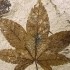 مقاله درباره فسیل