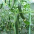 دانلود مقاله اصول کشت خیار گلخانه ای