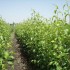 طرح توجیهی احداث نهالستان در سطح ۵/۳ هکتار