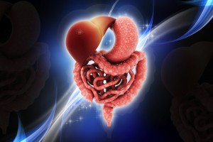 دانلود مقاله فیزیولوژی گوارش شترمرغ