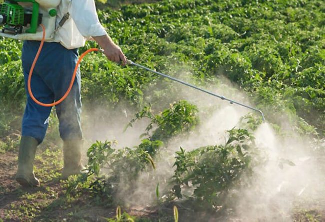 پاورپوینت کنترل علف های هرز سیب زمینی